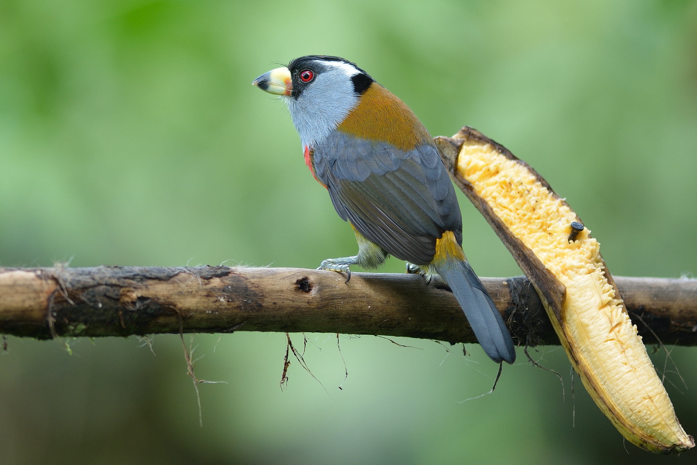 Toekanbaardvogel